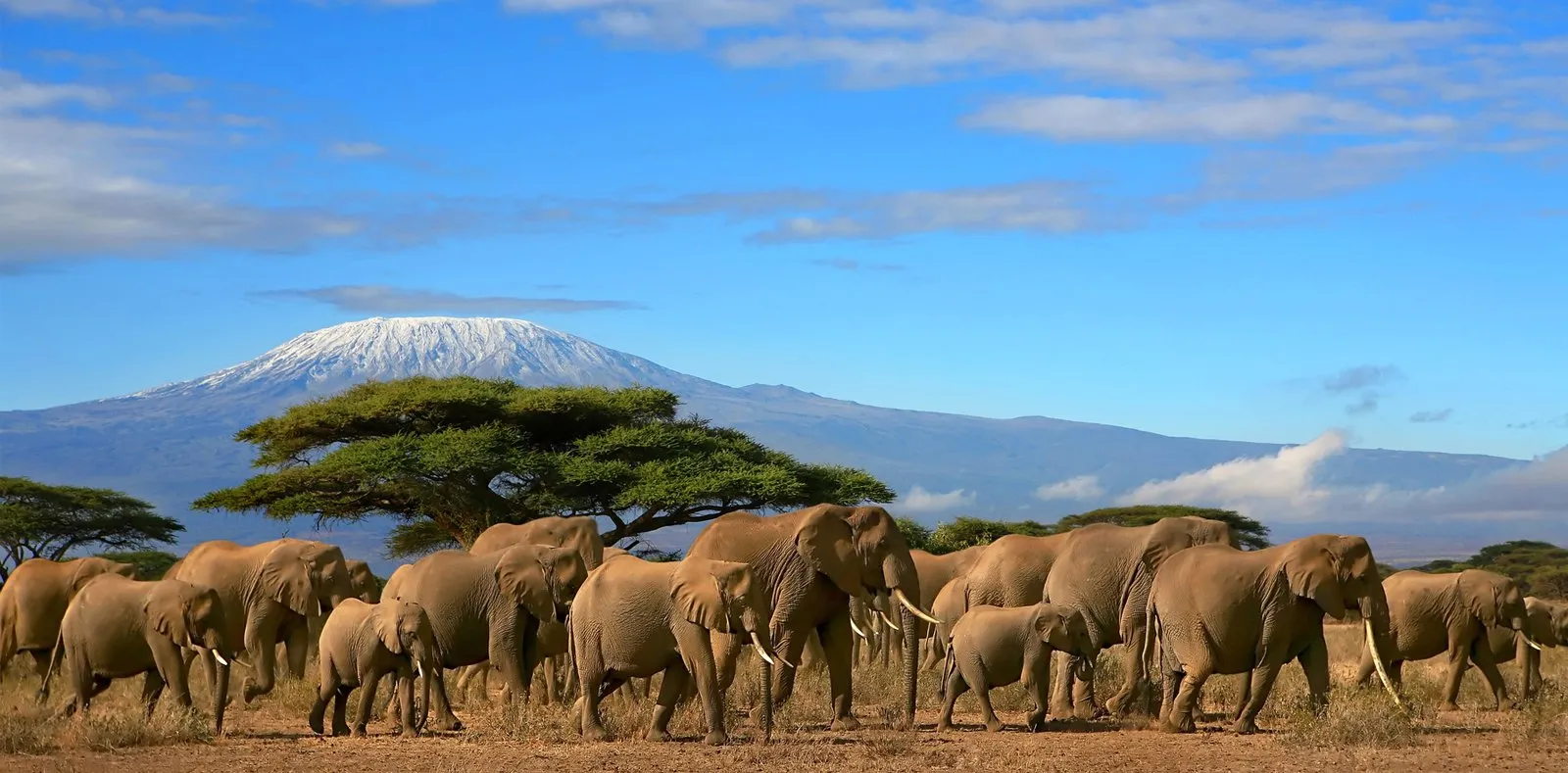 Tanzania Safari from Zanzibar: Combining Beach and Wildlife