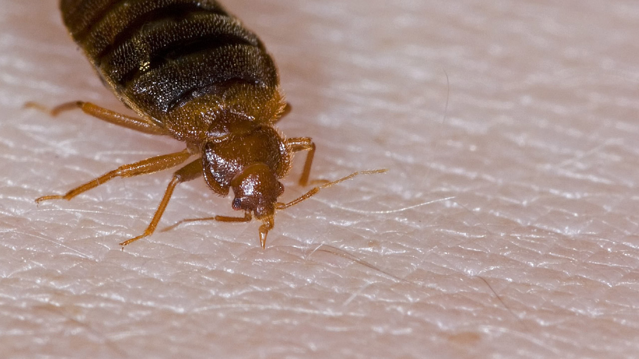 Bed Bug Heat Treatment That Works the First Time